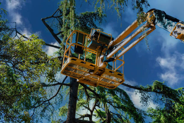 Best Tree Disease Treatment  in Tichigan, WI