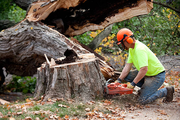 Best Root Management and Removal  in Tichigan, WI