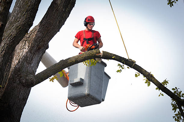 Best Tree Mulching  in Tichigan, WI