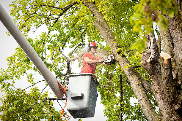 Best Tree Preservation Services  in Tichigan, WI