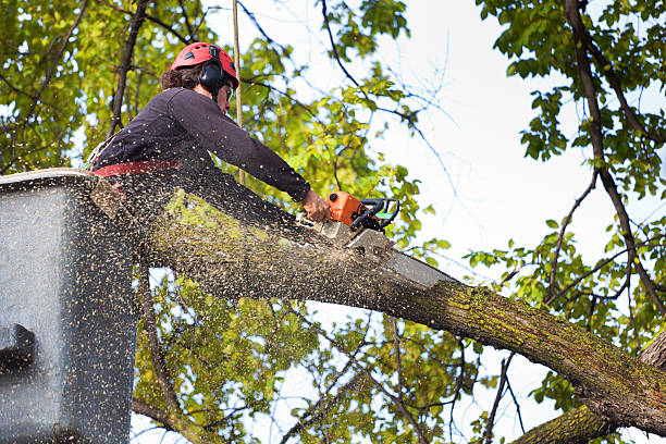 Best Hazardous Tree Removal  in Tichigan, WI